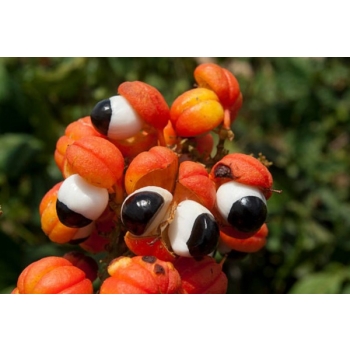 Guarana co to i jakie ma zastowanie.